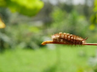 Polonne / Ukraine - 4 September 2018: A caterpillar on a stick of grapes on a blurry background of nature on a sunny day