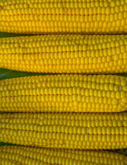 Ear of corn. Ripe harvest. Seeds.