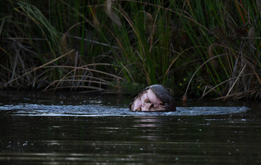 Nilpferd im Chobe River