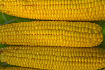 Ear of corn. Ripe harvest. Seeds.