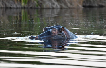 Nilpferd im Chobe River