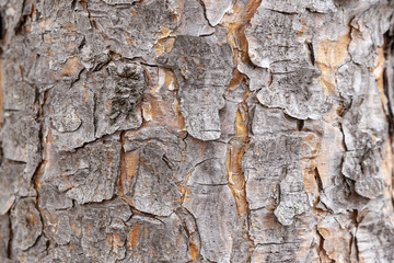 Woody bark