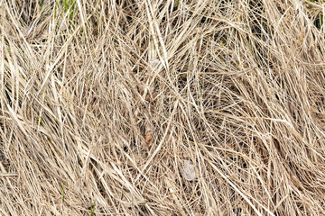 Dry grass as a background.