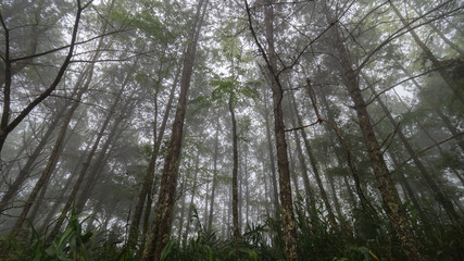 fog and tree in forest