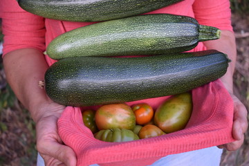 Calabacines, tomates directamente recogidos de la huerta