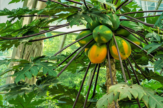 Papaya tree with ripe and raw papaya growing in the green house, Spring in DC USA.