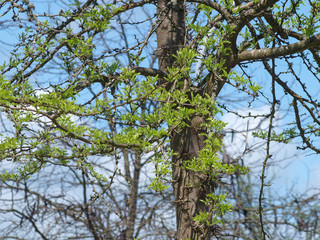 Gleditsia triacanthos. Le févier d'Amérique ou févier épineux, un  grand arbre au tronc et branches épineux produisant de longues gousses brunes en grappes.