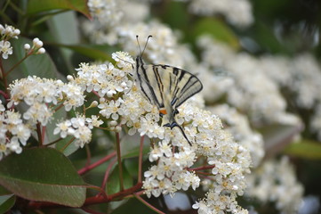 fiori