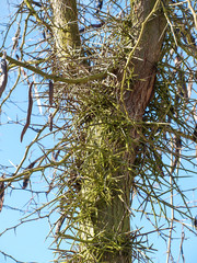 Gleditsia triacanthos. Le févier d'Amérique ou févier épineux, un  grand arbre au tronc et branches épineux produisant de longues gousses brunes en grappes.