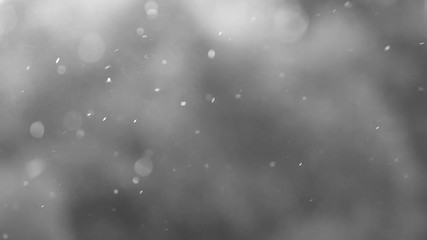 Pollen flying all over in air calmly at trees background. Spring allergy season concept. Black and white real time full hd video footage.