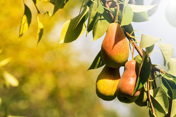 Pear on a branch in the garden in the sunlight on a beautiful blurred background. Selective focus