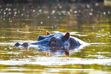 Fototapeta premium Nilpferd im Chobe River