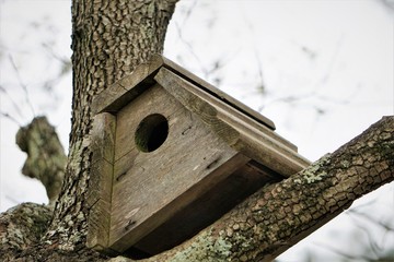 Wooden bird house waiting for the birds making their nest is on the branches of the tree on the foggy sky background, Winter in GA USA.