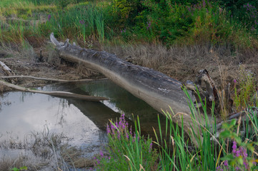 Wooden stem and lake