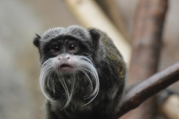 Obraz premium Emperor tamarin on a branch