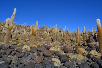 Forest of cactus 5