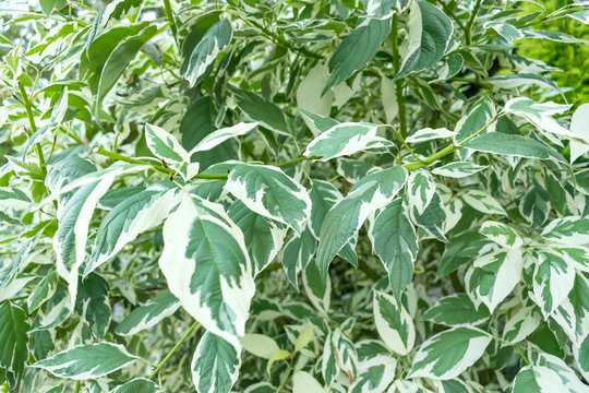 Weeping fig, benjamin fig, ficus tree outdoors leaves close up. Variegated Ficus benjamina starlight tree leaves in the park, garden. Ficus benjamina small tree outdoors landscape design.