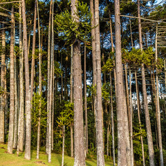 Fototapeta premium tree
