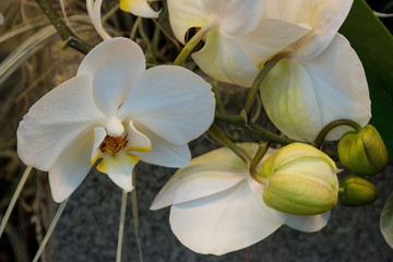 orchidea bianca © Giovanna