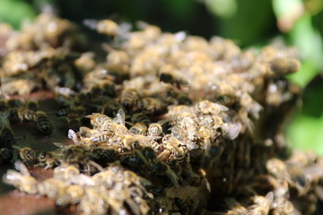 Honey Bees near the Bee Hive