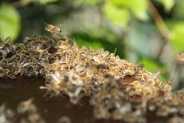 Honey Bees flying near the Hive