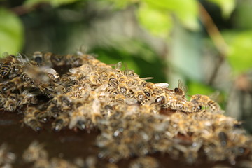Bee hive, many Honey bees in the summer