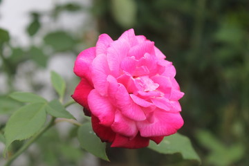 pink rose