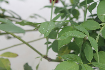 Fototapeta na wymiar water on leaves