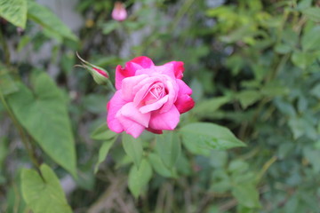 pink rose