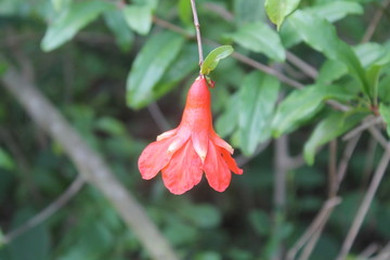 one flower bush close up