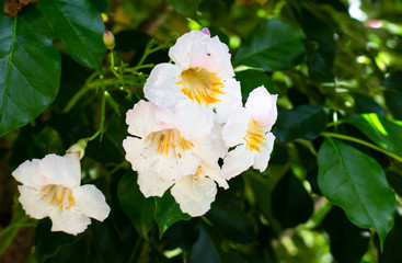 white flower in garden