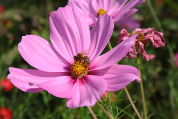 Fototapeta premium Bee on a pink cosmos flower