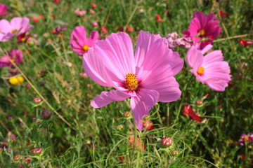 Różowe kwiaty cosmosów na tle ukwieconej łąki © Monika