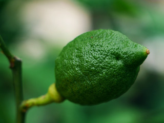 A young green lemon on a branch of a bush