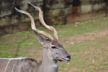 Close up of a Kudu