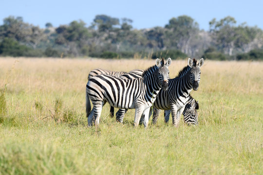 Zebras in Botswana