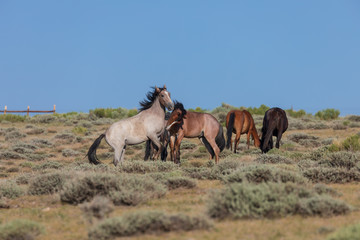 Wild Horse Stallions Fighting