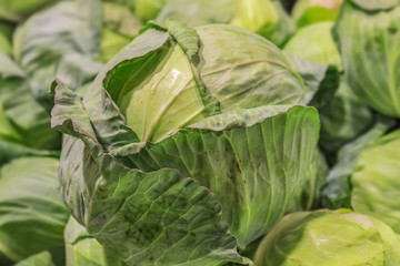 Naklejka premium A head of crunchy green cabbage with outside leaves on top of a pile of green cabbages - selective focus