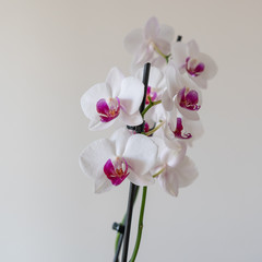 Fototapeta na wymiar Orchideen in weiss