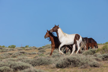 Obraz premium Wild Horse Stallions Fighting