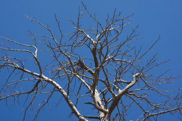 The withered pine tree on blue cloudless sky background