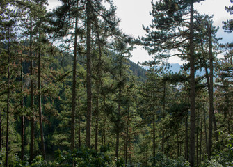 Green tree forest background on a suny day.