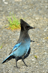 Steller's Jay with a spider snack