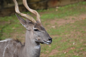Close up of a Kudu