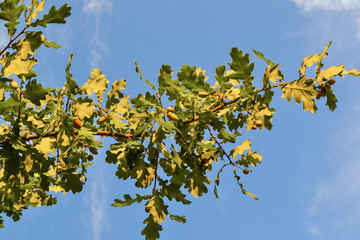 Oak leaves and acorns on branches against the sky.