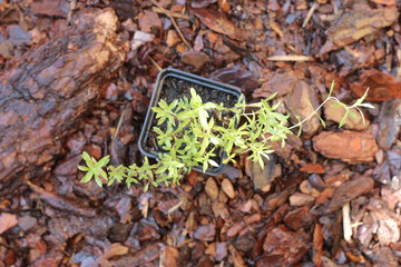 Cząber górski CZUBRICA