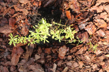 Festuca Kostrzewa sina