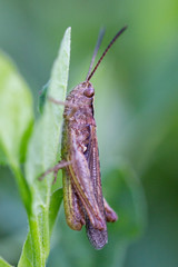 grasshopper sitting on a green leaf