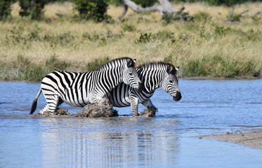 Zebras in Botswana