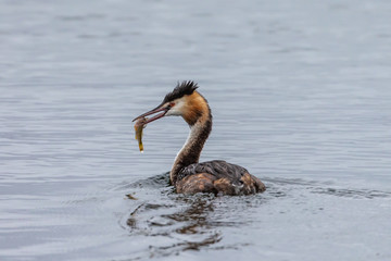 Great Crested Grebe (Podiceps cristatus) with a Perch in its mouth.